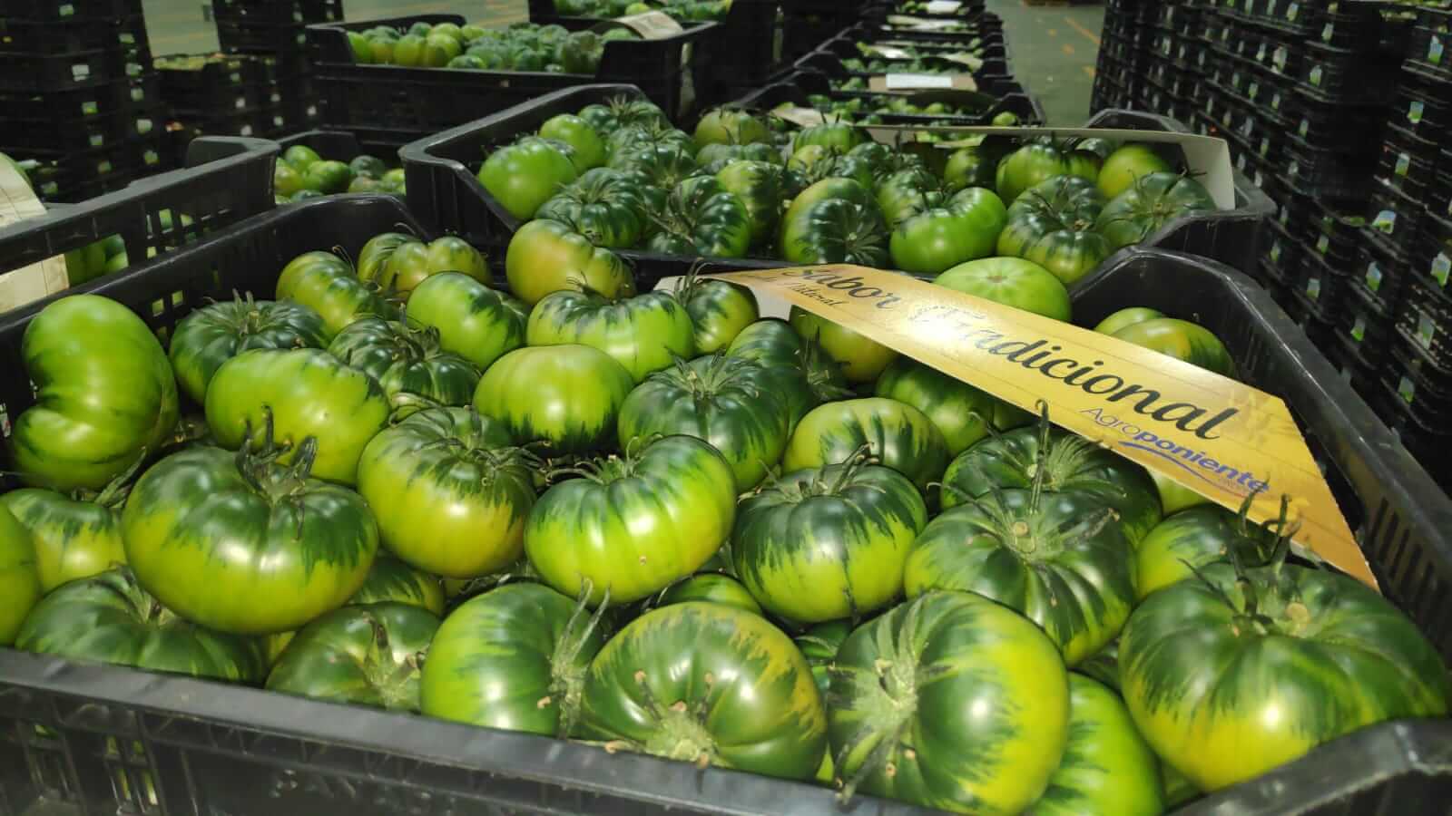 Brillante importar Restaurar tomate raf archivos - Agroponiente