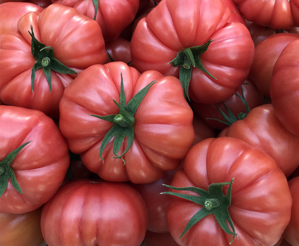 Cassarosa tomato Agroponiente