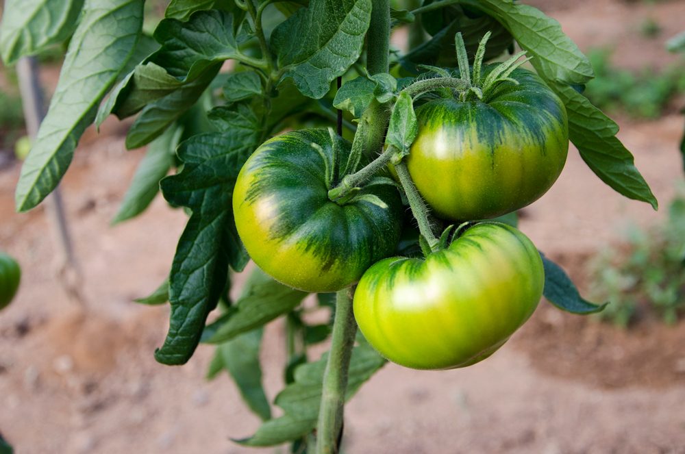 El tomate Raf entra en su momento clave en la comercialización de Grupo Agroponiente, “ya que las plantaciones tempranas alcanzan ya la calidad y además están llegando las más tardías”