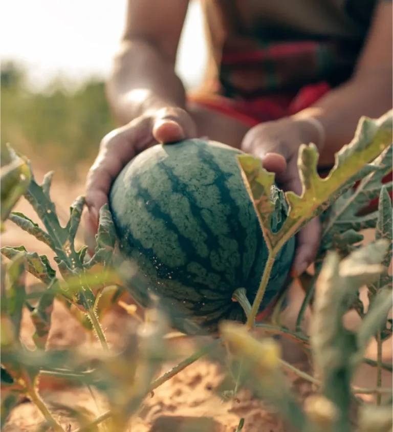 sandia-agroponiente-vertical